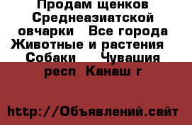 Продам щенков Среднеазиатской овчарки - Все города Животные и растения » Собаки   . Чувашия респ.,Канаш г.